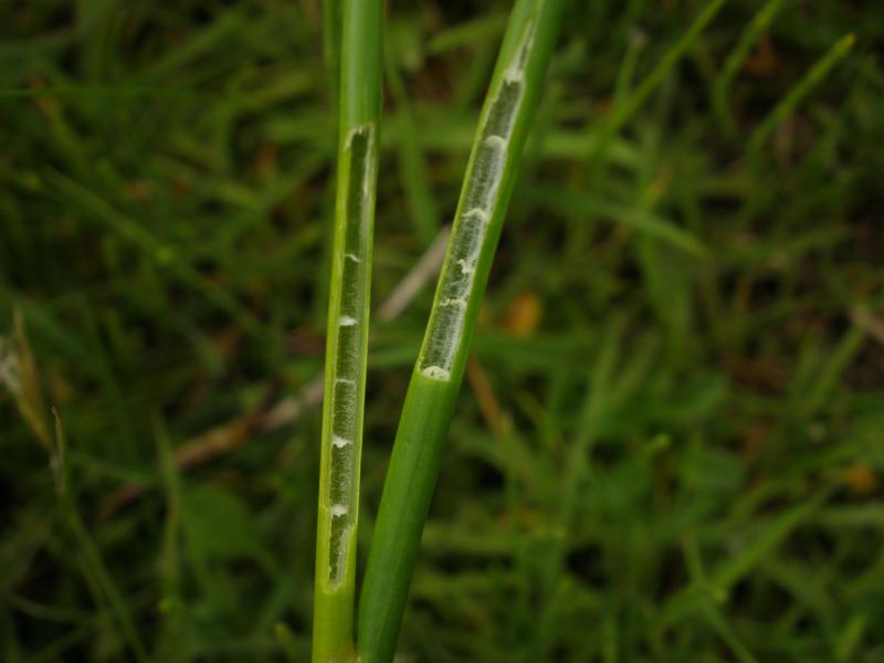 Juncus subnodulosus (door Maarten Langbroek)