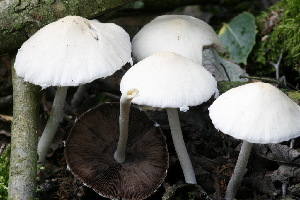 Psathyrella candolleana (door Jan Cremers)