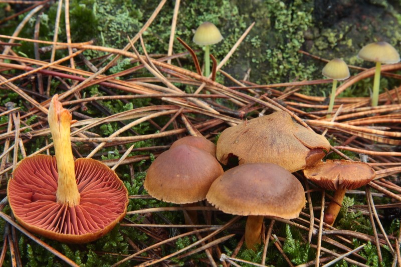 Cortinarius semisanguineus (door Aldert Gutter)