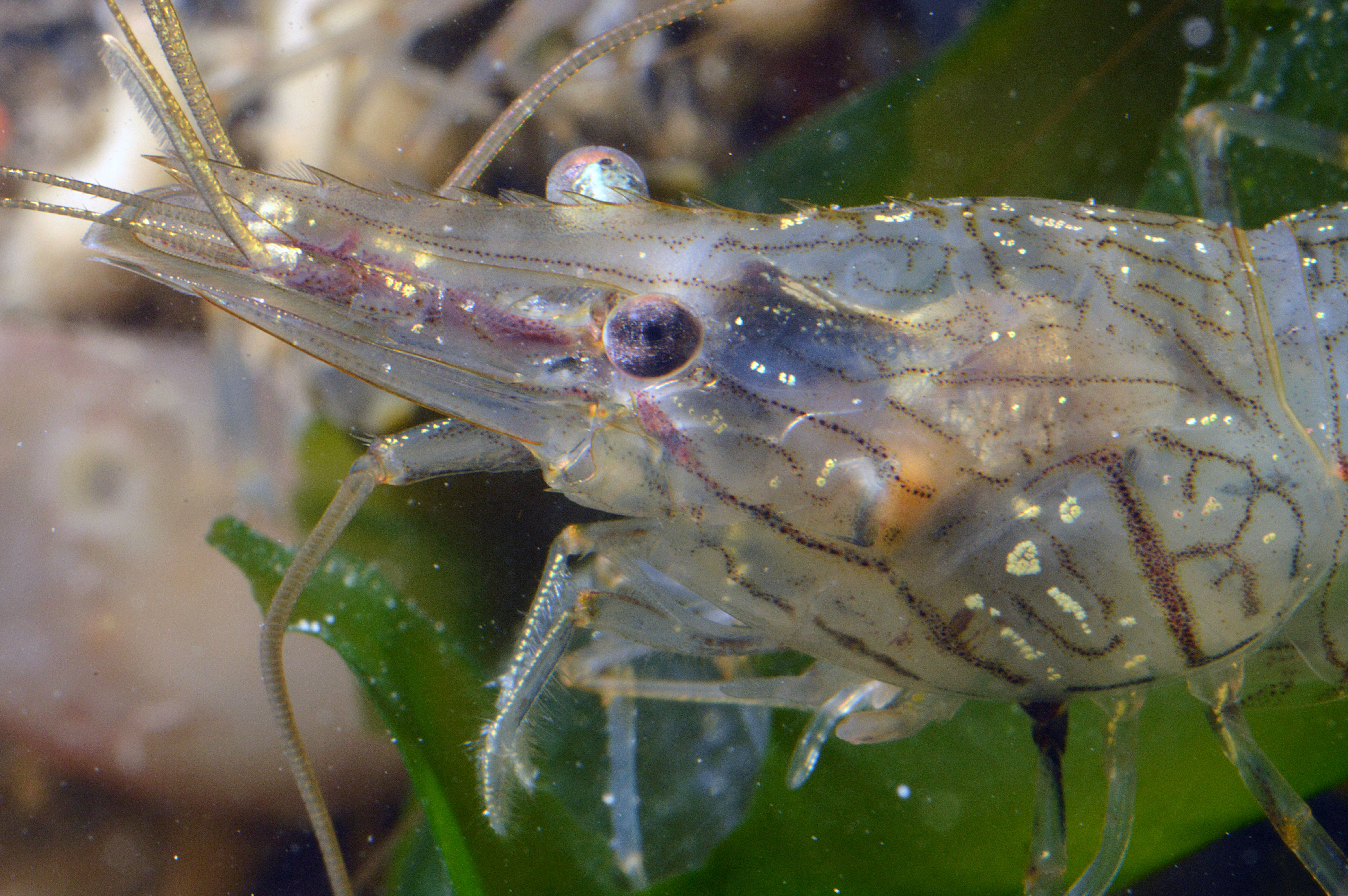 Palaemon elegans (door Adriaan Gmelig Meyling)