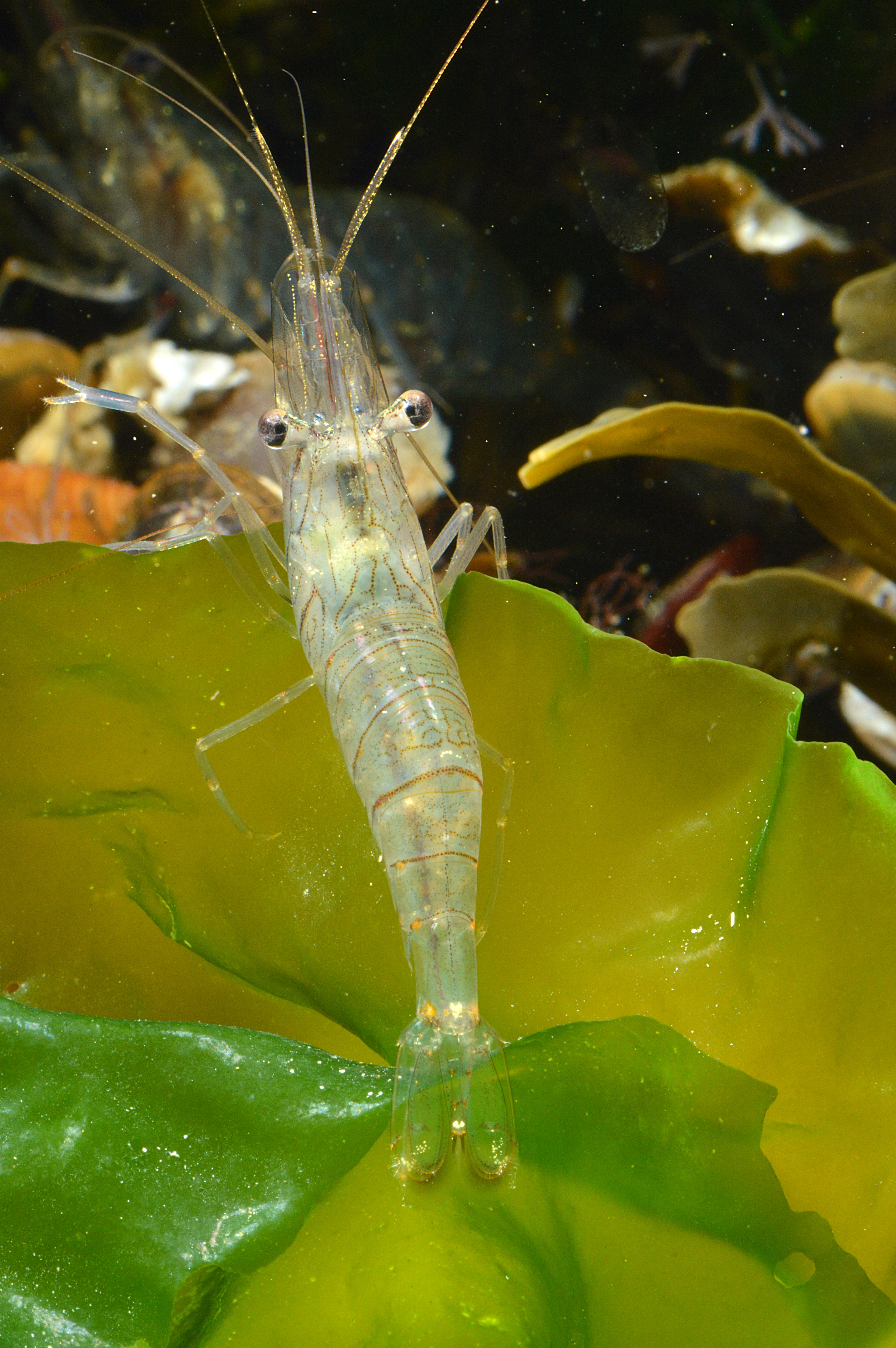 Palaemon elegans (door Adriaan Gmelig Meyling)