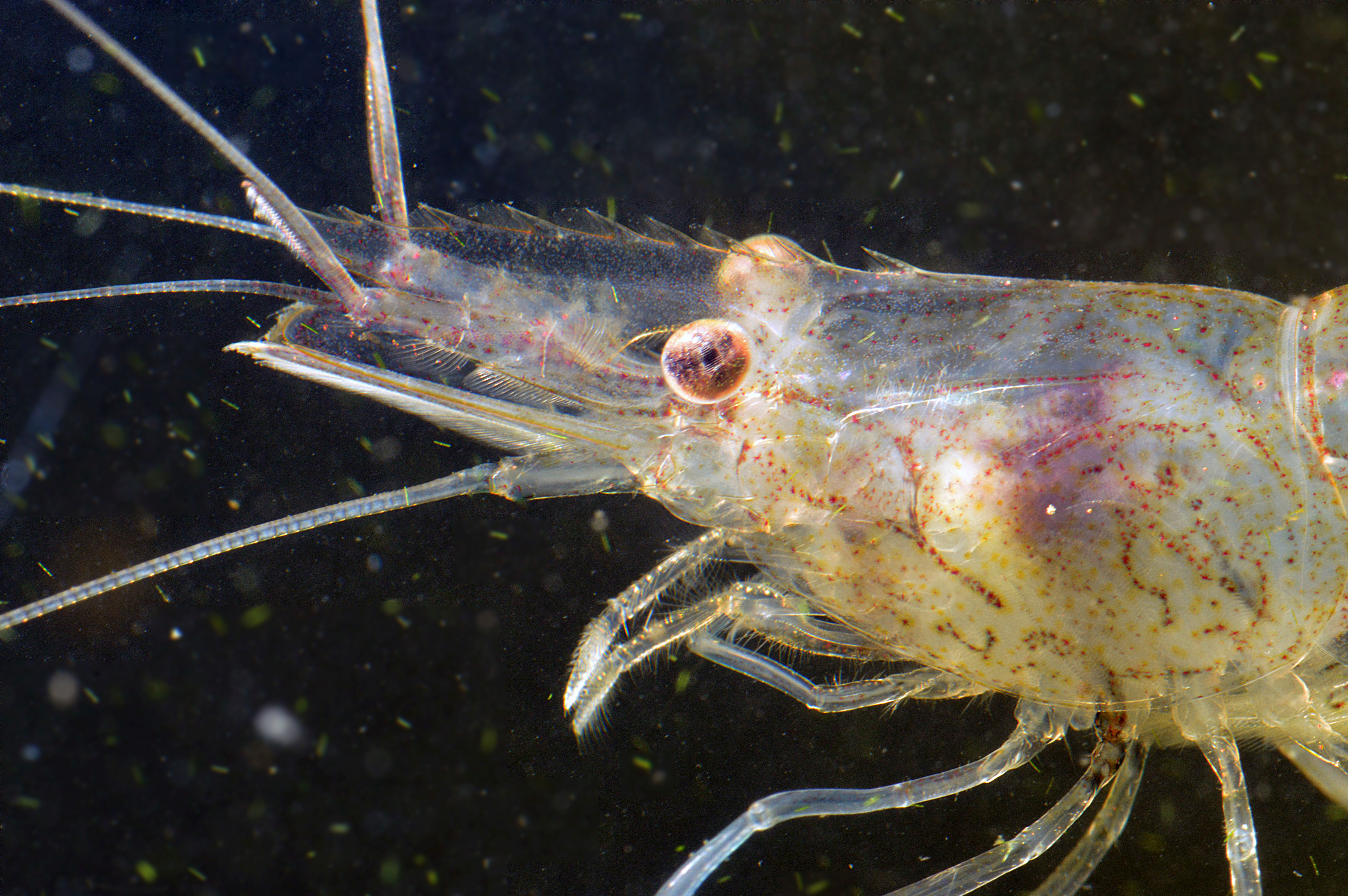 Palaemon longirostris (door Adriaan Gmelig Meyling)