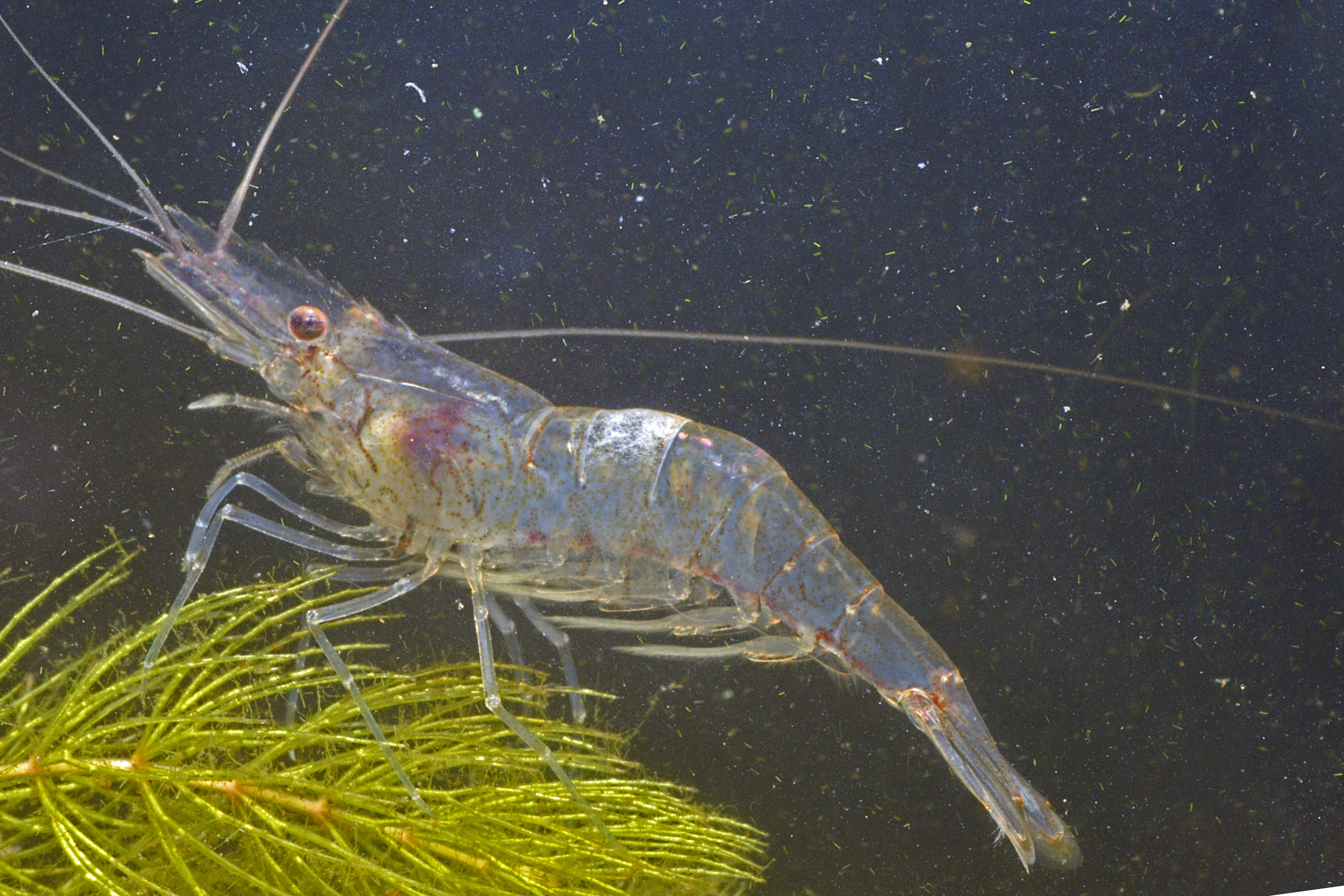 Palaemon longirostris (door Adriaan Gmelig Meyling)