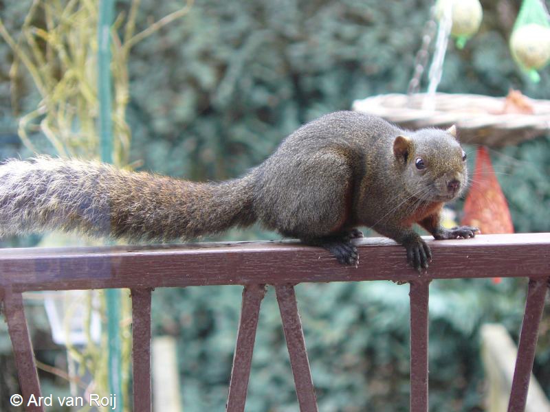 Callosciurus erythraeus (door Ard van Roij)