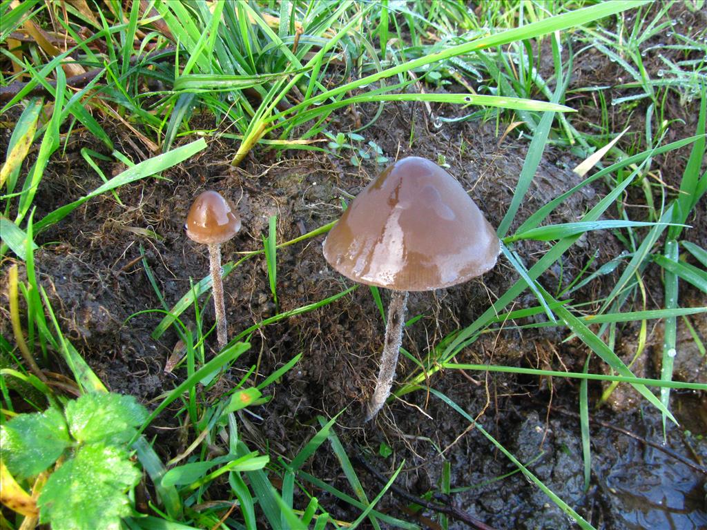 Panaeolus acuminatus (door J.L.J. Wolfs)