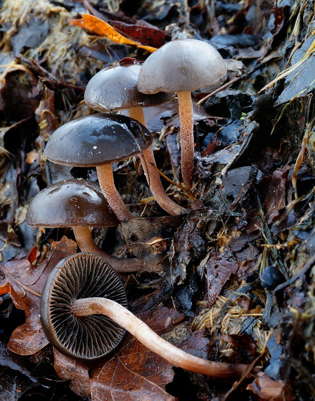 Panaeolus ater (door Yvonne Dijkman)