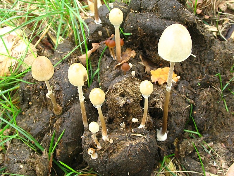 Panaeolus semiovatus (door Martijn Oud)