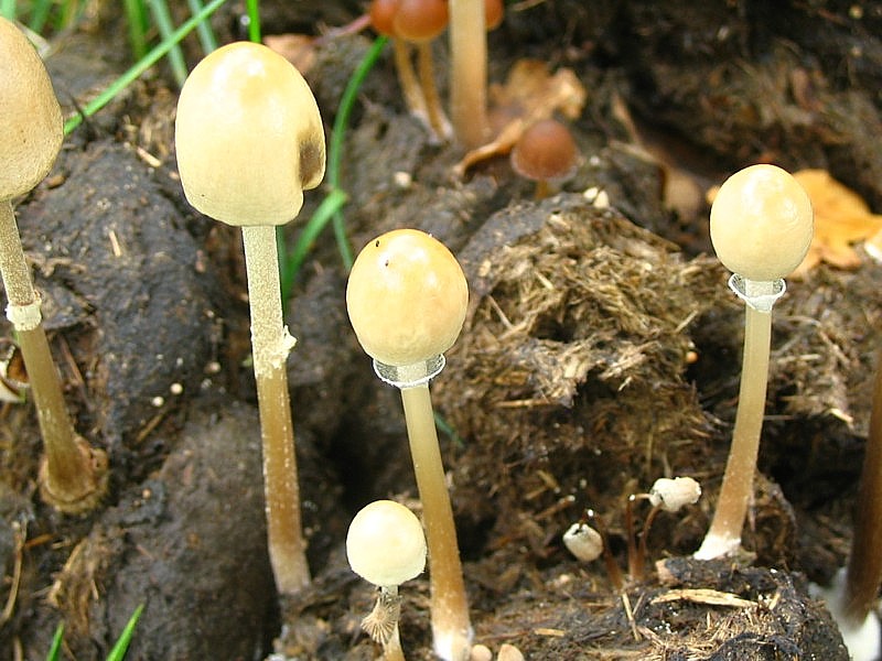 Panaeolus semiovatus (door Martijn Oud)