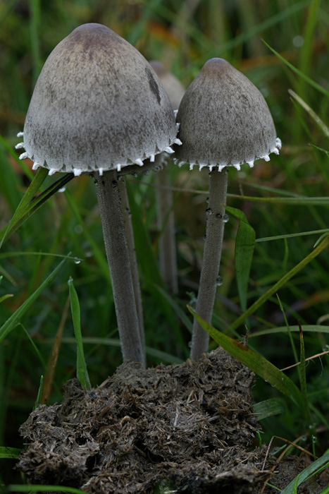 Panaeolus papilionaceus (door Menno Boomsluiter)