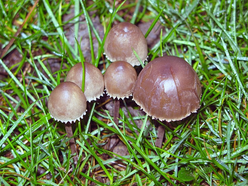 Panaeolus papilionaceus (door Martijn Oud)