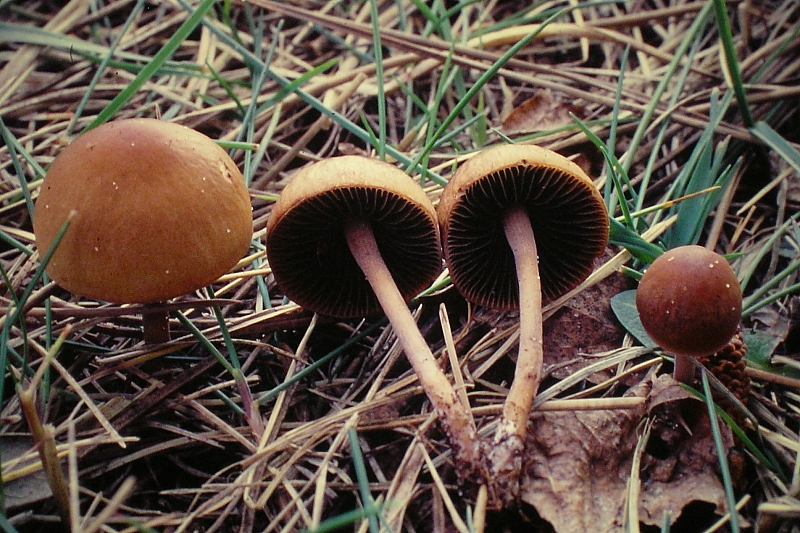 Panaeolus ater (door Aldert Gutter)