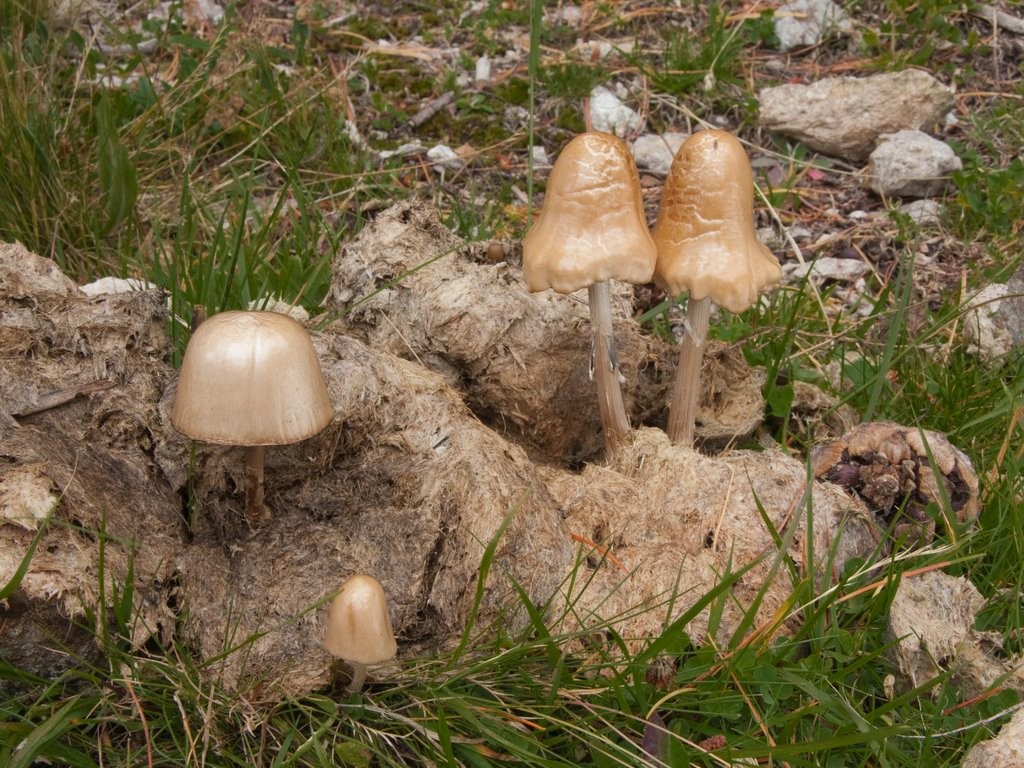 Panaeolus semiovatus (door Aldert Gutter)