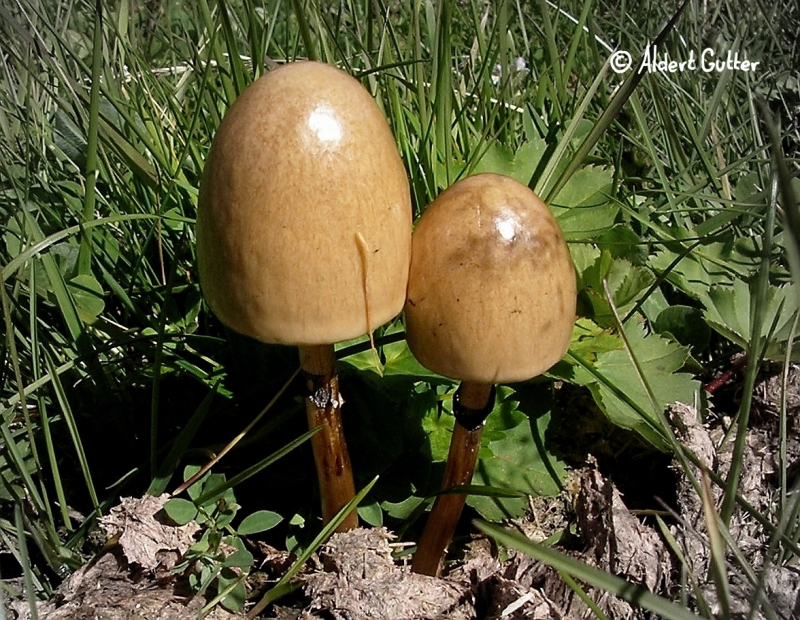 Panaeolus semiovatus (door Aldert Gutter)