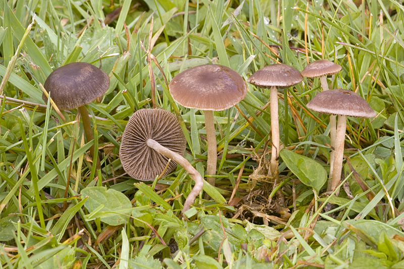 Panaeolina foenisecii (door Nico Dam)