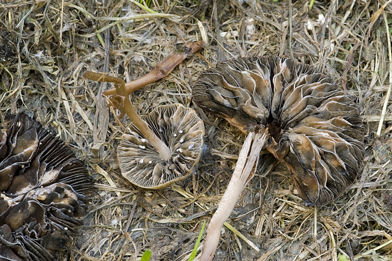 Panaeolus cinctulus (door Nico Dam)