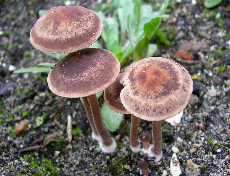 Panaeolus cinctulus (door Aldert Gutter)