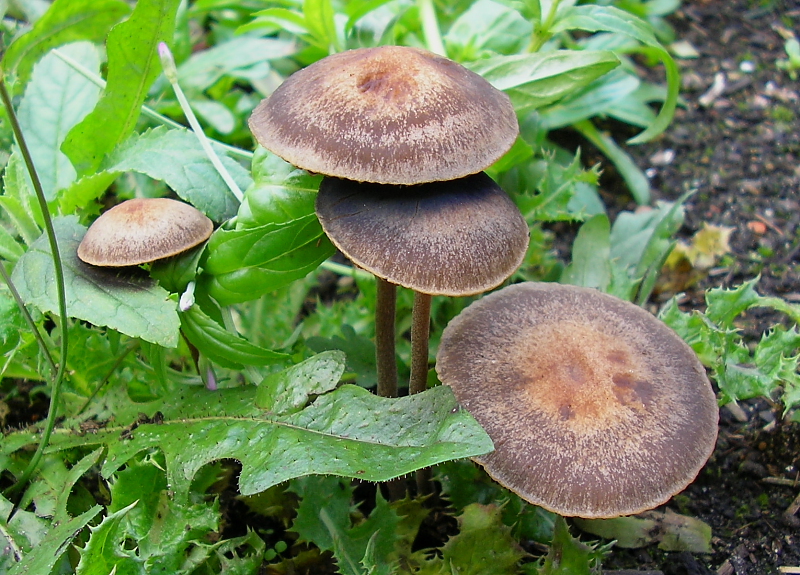 Panaeolus cinctulus (door Aldert Gutter)