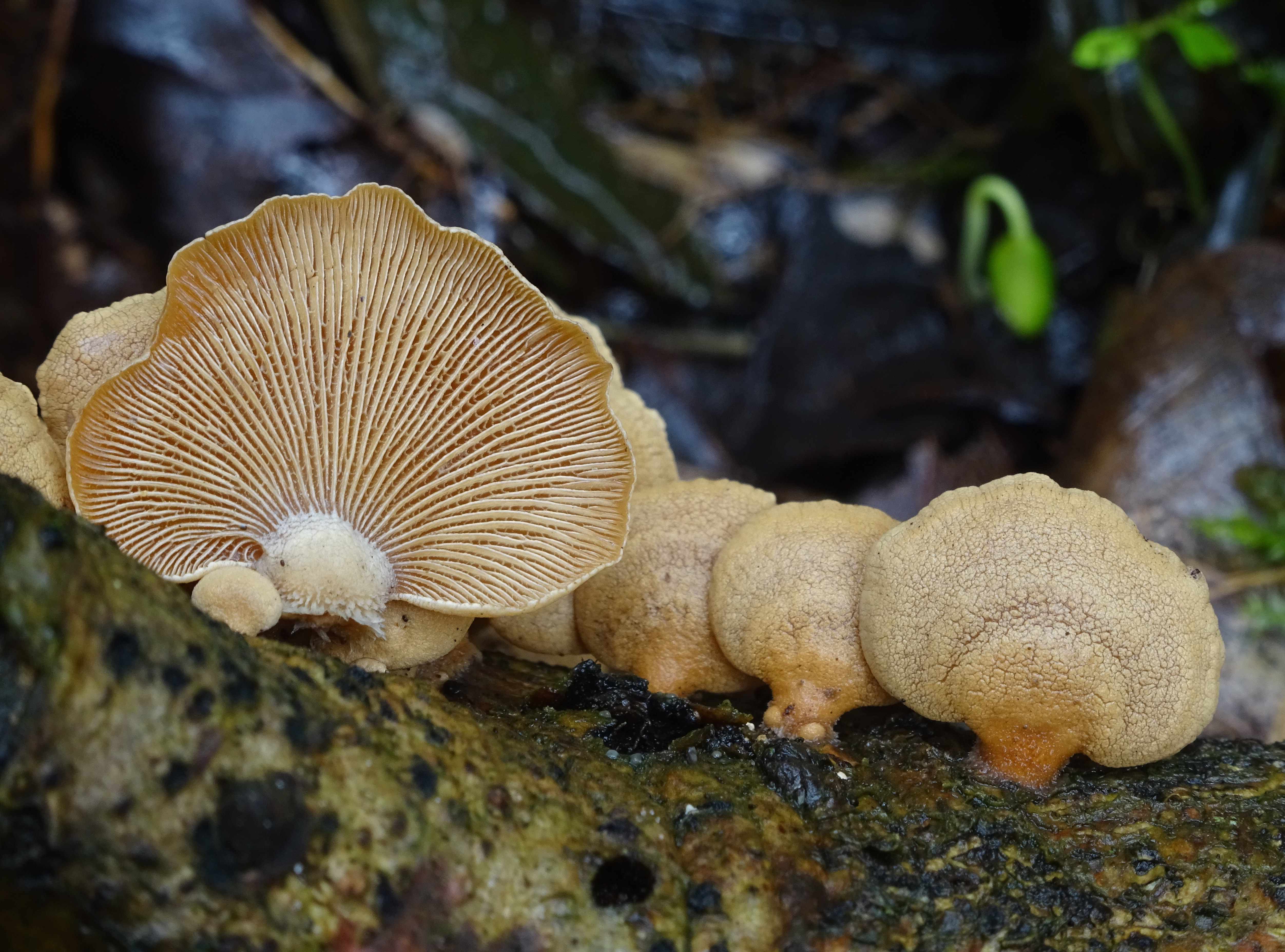 Panellus stipticus var. stipticus (door Roeland Enzlin)