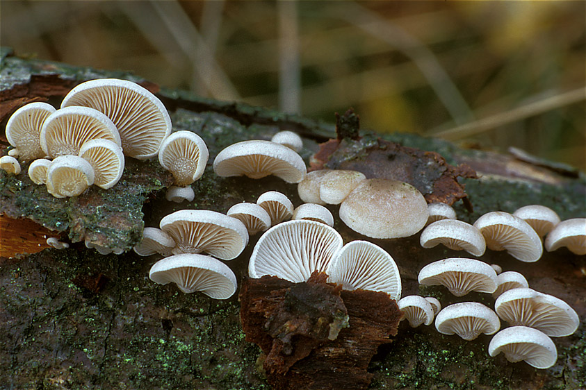 Panellus mitis (door Henk Huijser)