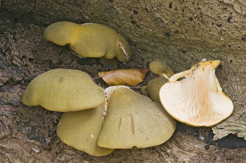 Sarcomyxa serotina (door Nico Dam)