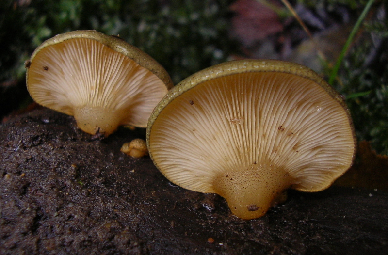 Sarcomyxa serotina (door Aldert Gutter)