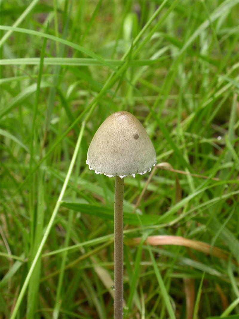 Panaeolus papilionaceus (door Laurens van Run)