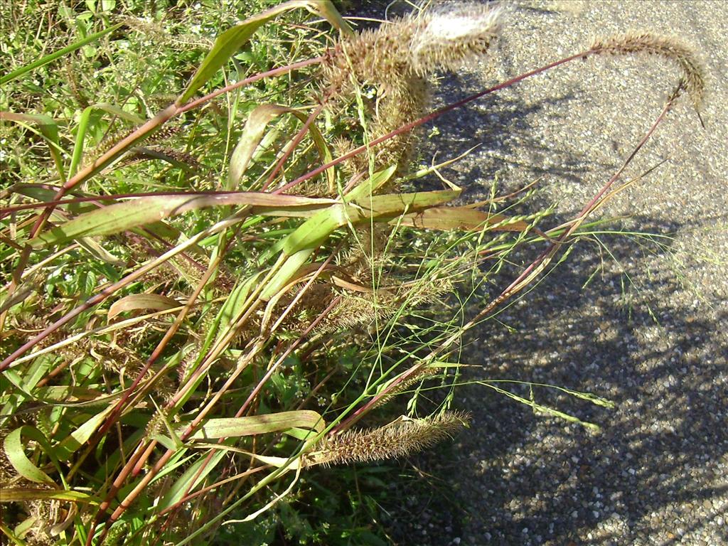 Panicum dichotomiflorum (door Toon Verrijdt)