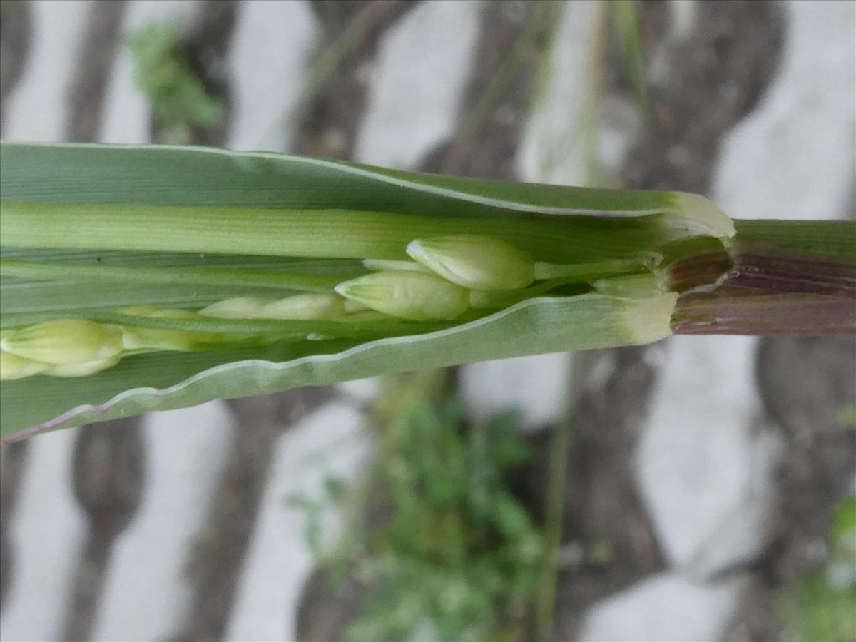 Panicum gilvum (door Claud Biemans)