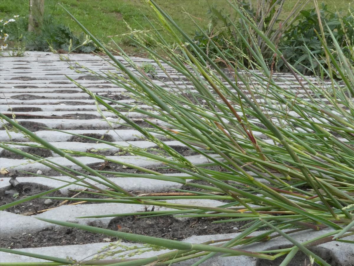 Panicum gilvum (door Claud Biemans)