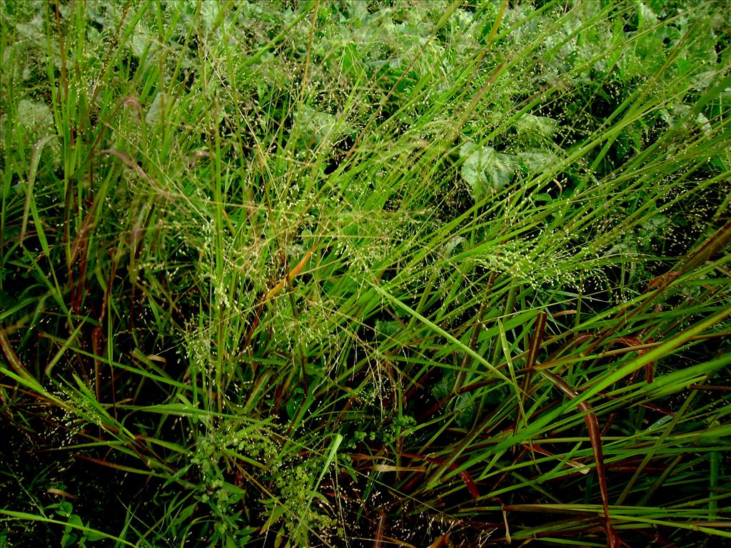 Panicum schinzii (door Toon Verrijdt)