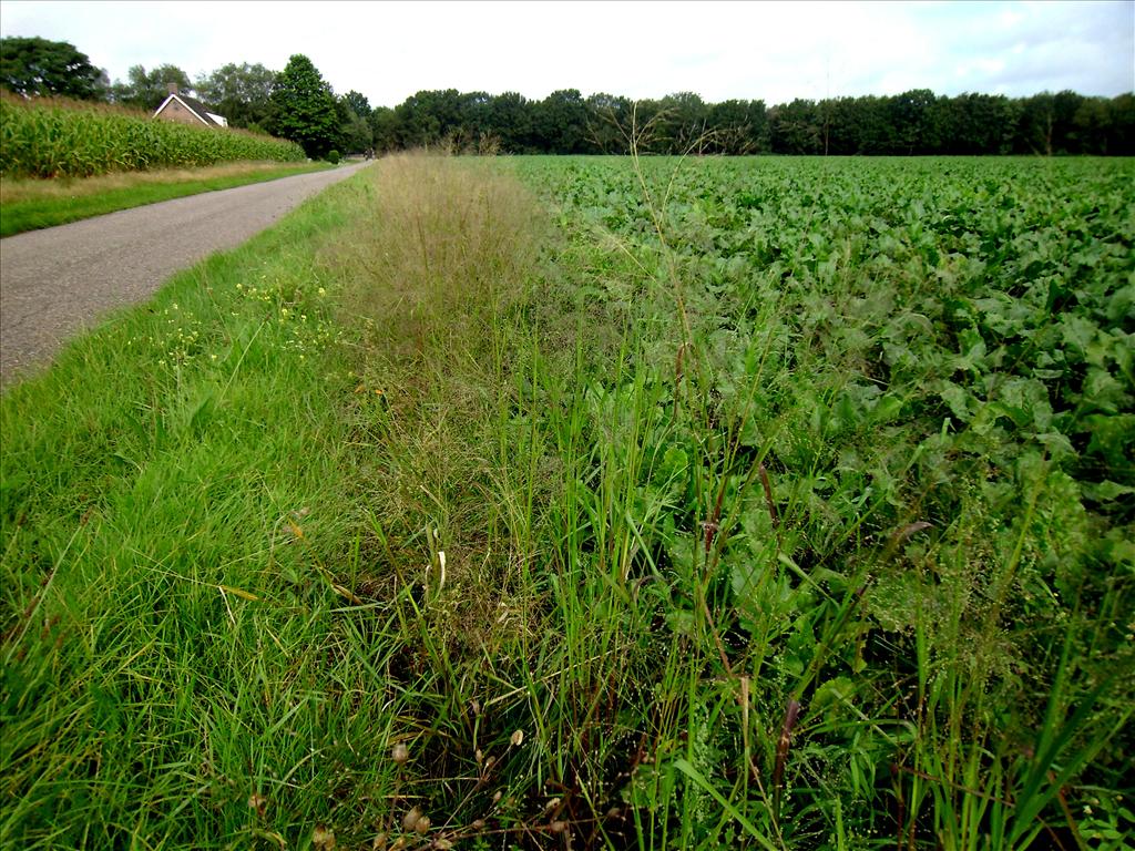 Panicum schinzii (door Toon Verrijdt)