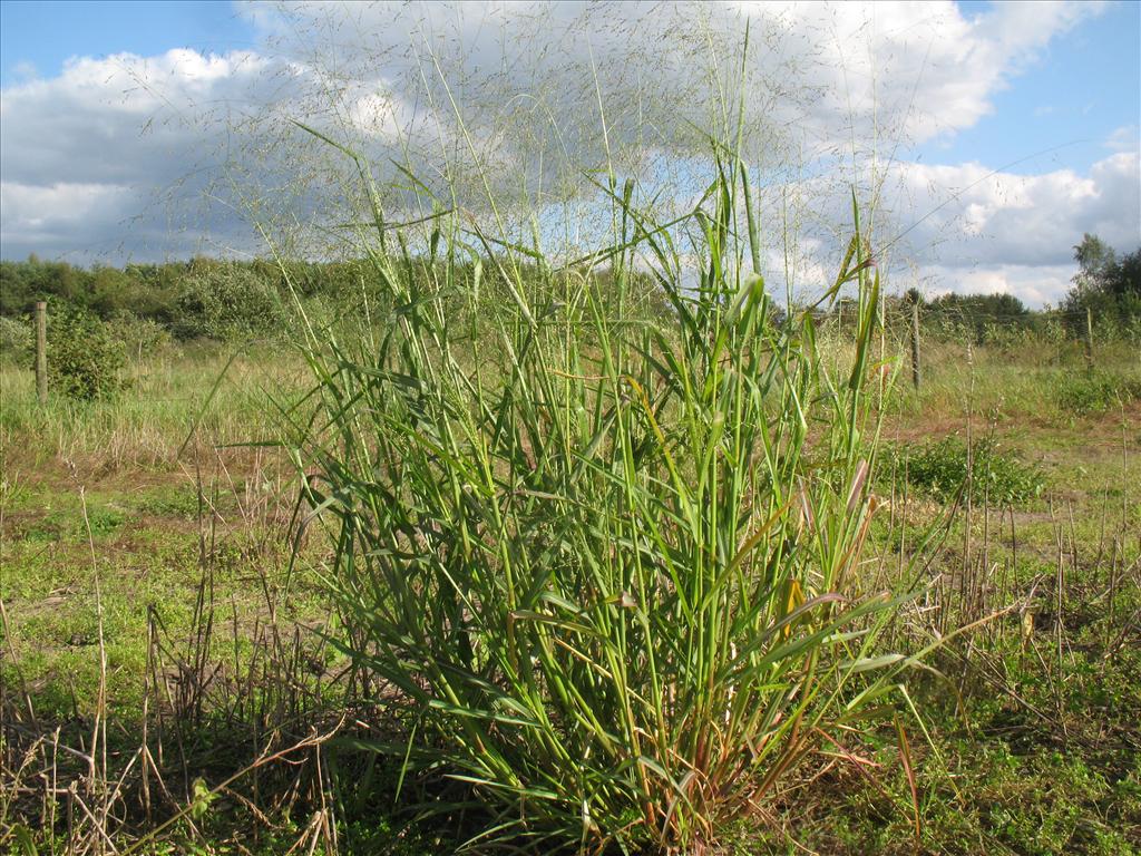 Panicum schinzii (door Rutger Barendse)