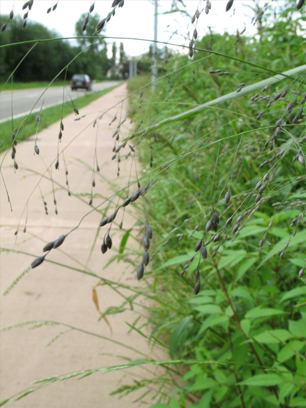 Panicum schinzii (door Rutger Barendse)