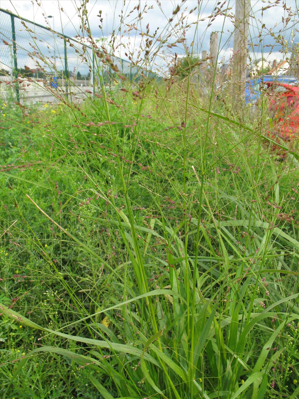 Panicum virgatum (door Rutger Barendse)