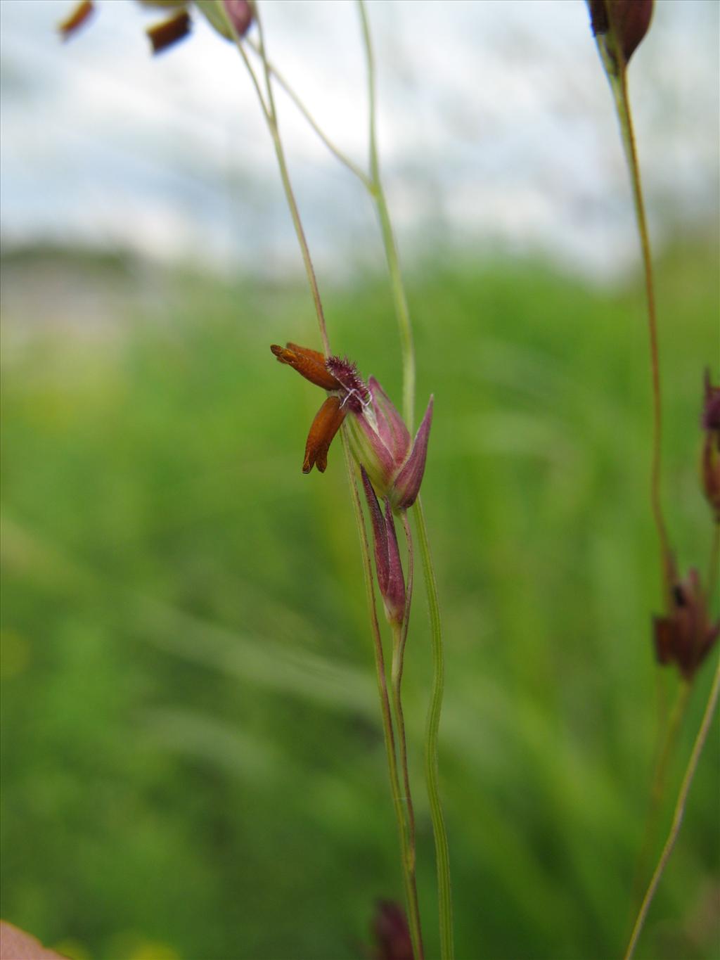 Panicum virgatum (door Rutger Barendse)