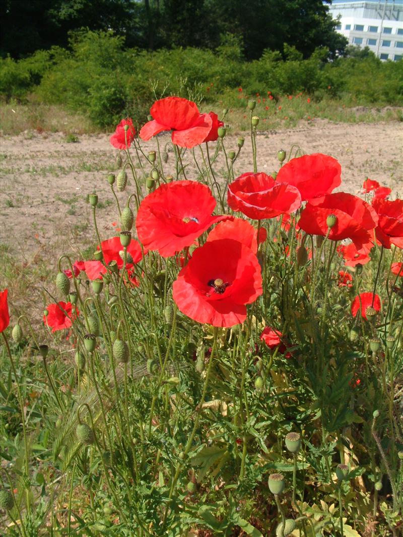 Papaver rhoeas (door Adrie van Heerden)