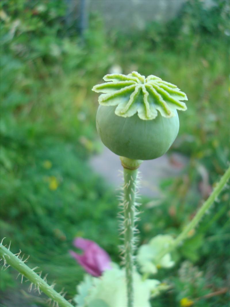 Papaver somniferum (door Michael Inden)