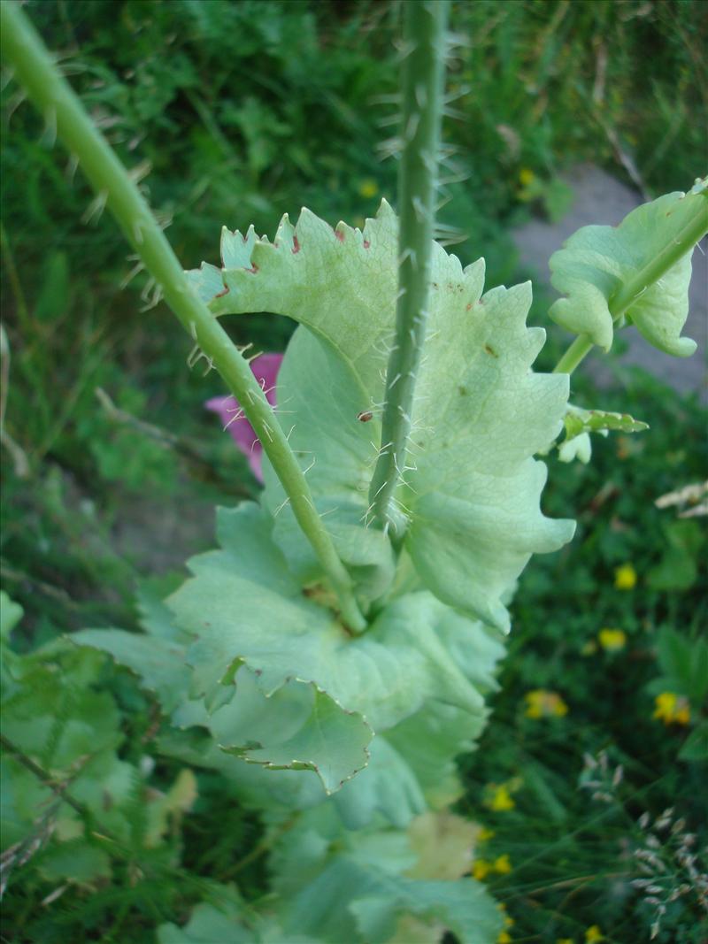 Papaver somniferum (door Michael Inden)