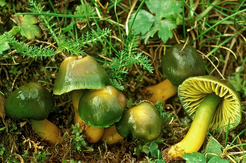 Hygrocybe psittacina (door Henk Huijser)