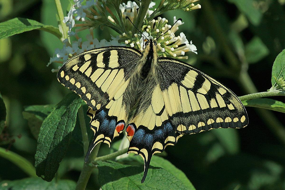 Papilio machaon (door Jan Kersten)