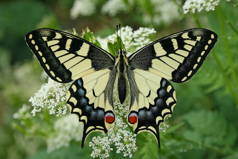 Papilio machaon (door Jan Kersten)