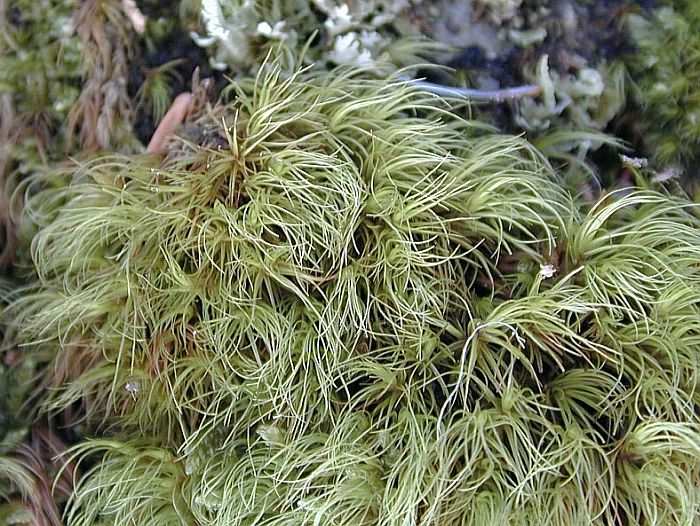 Paraleucobryum longifolium (door Michael Lueth (www.milueth.de))