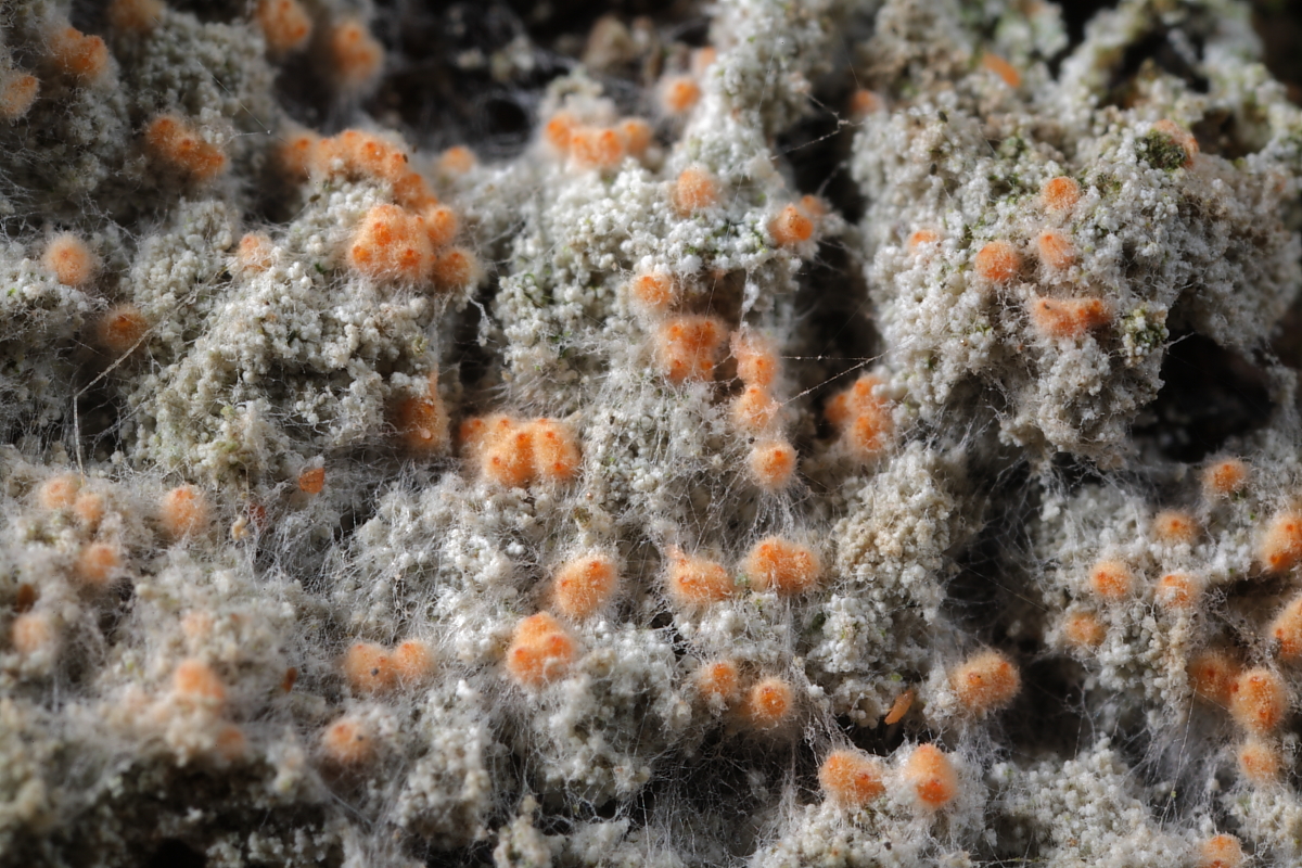 Paranectria oropensis (door Klaas van der Veen)