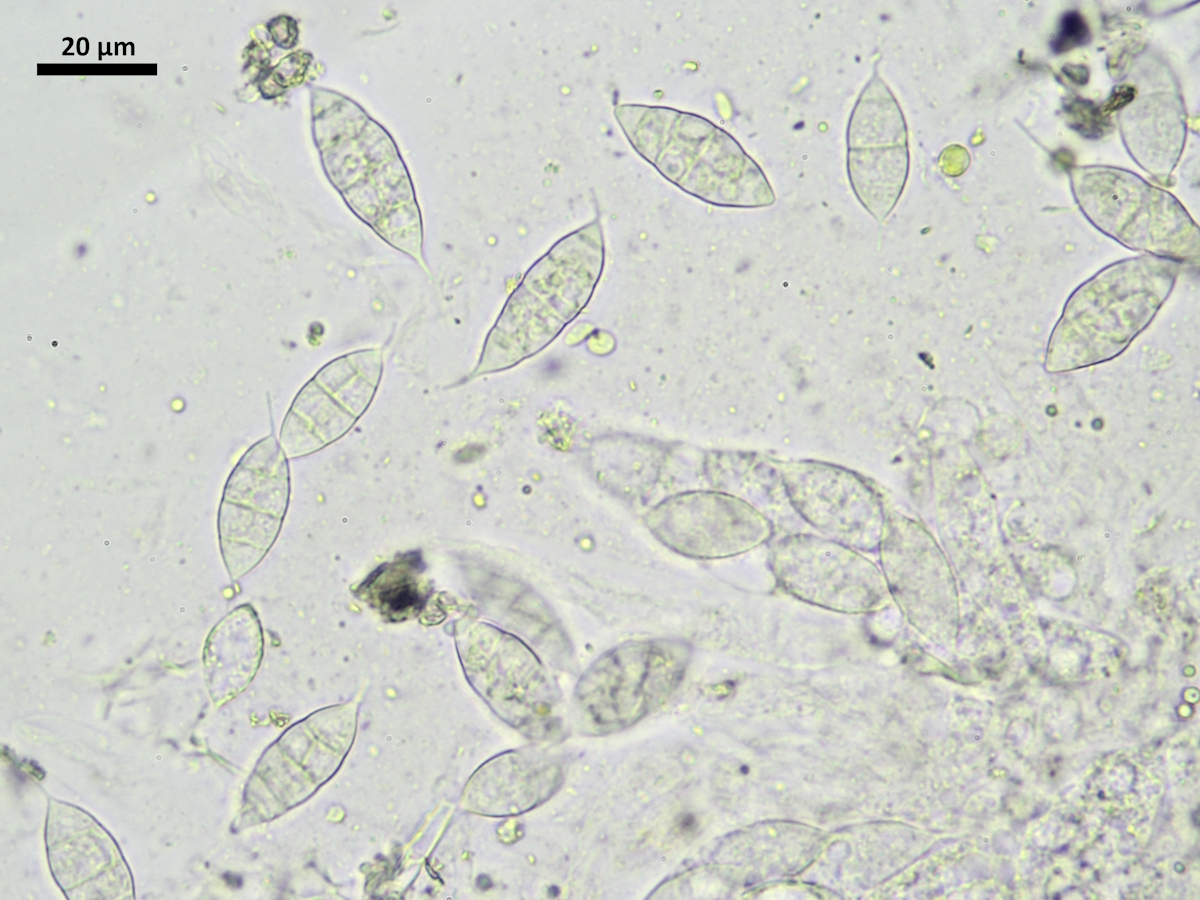 Paranectria oropensis (door Henk-Jan van der Kolk)