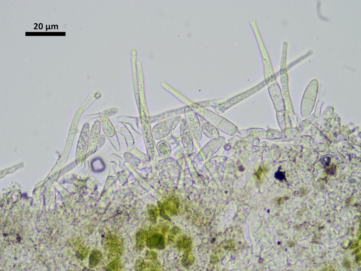 Paranectria oropensis (door Henk-Jan van der Kolk)