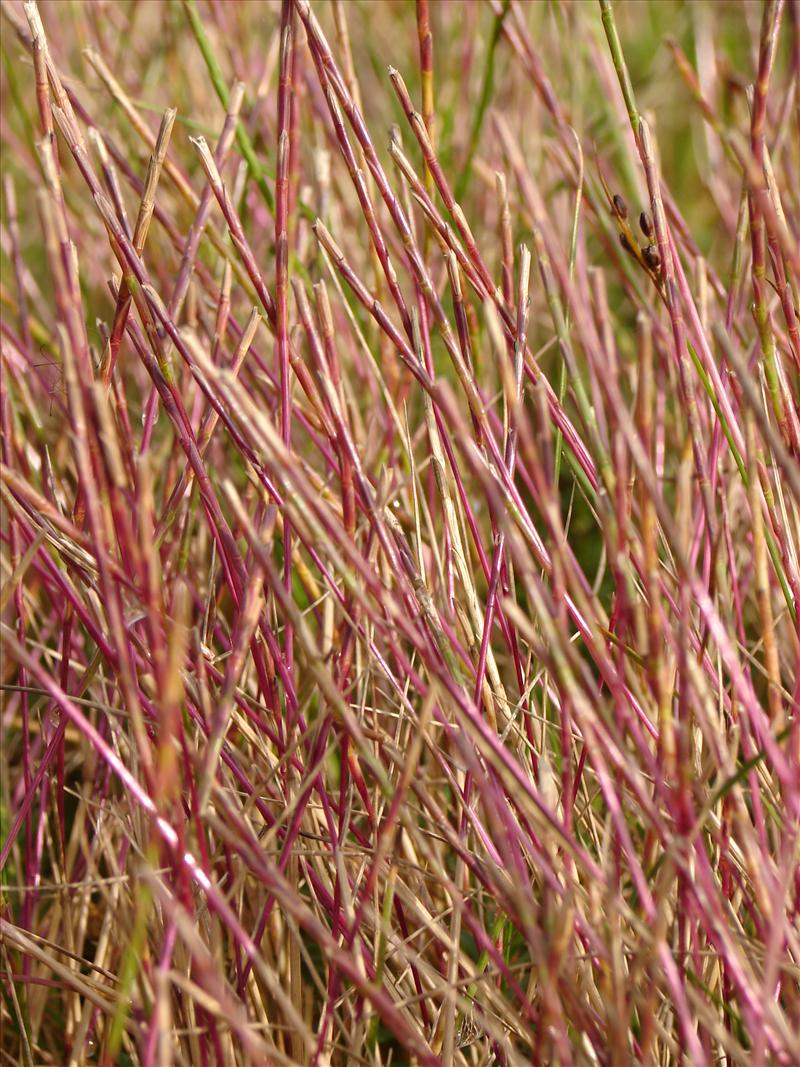 Parapholis strigosa (door Adrie van Heerden)