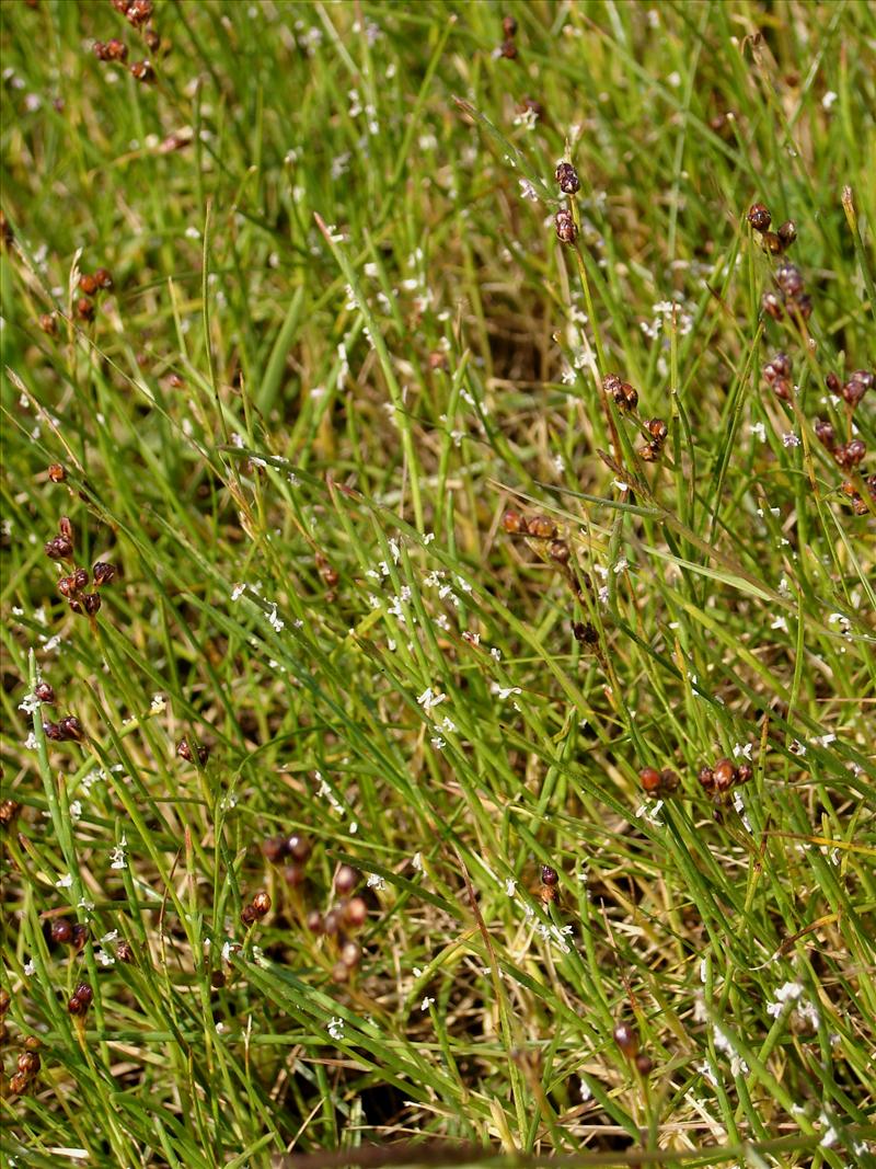 Parapholis strigosa (door Adrie van Heerden)