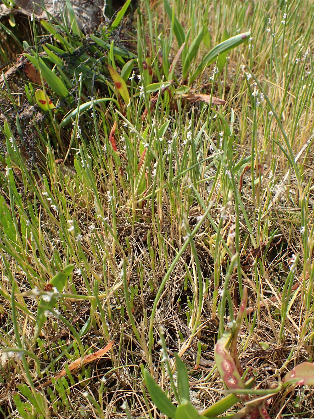 Parapholis strigosa (door Adrie van Heerden)