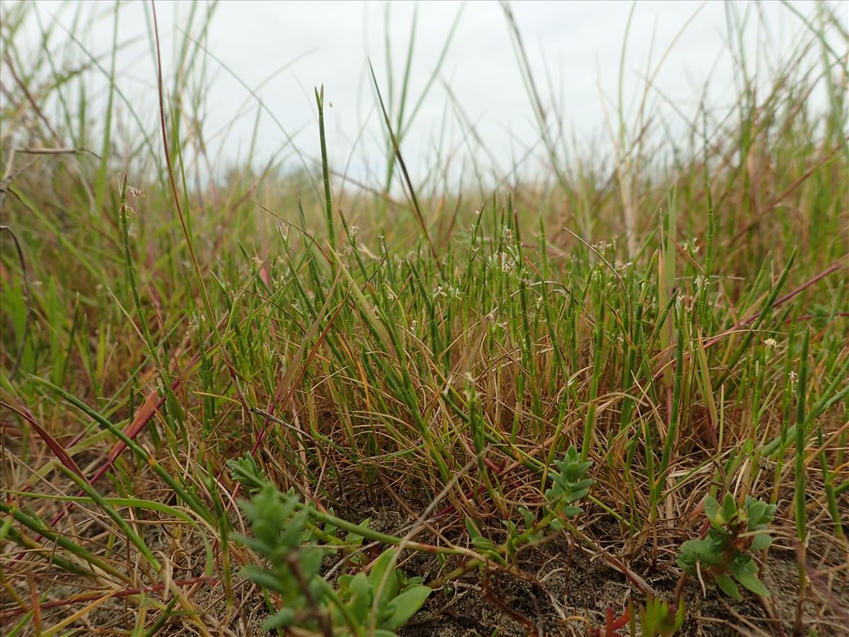 Parapholis strigosa (door Adrie van Heerden)