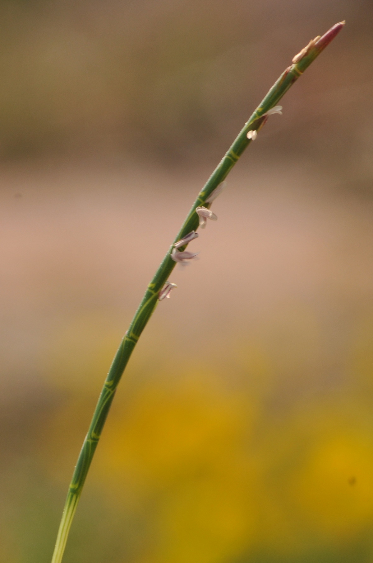 Parapholis strigosa (door Hans Toetenel)